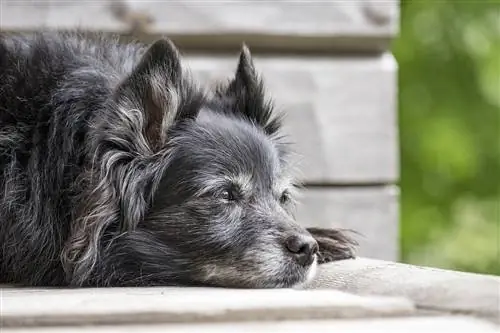 Senior-Terrier-Hund