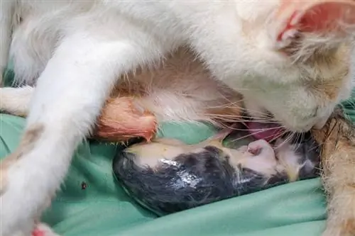 mamá gata dio a luz a un gatito