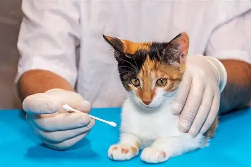 en veterinær behandler en kattunge for ringorm