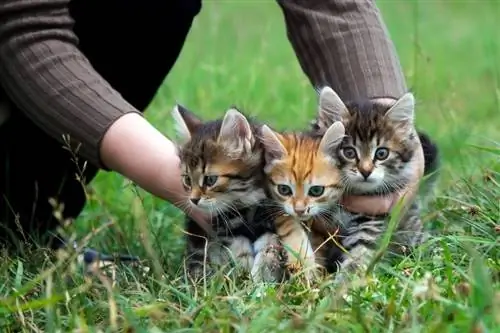 tres lindos gatitos en la hierba