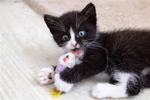 Gatito negro alegre que juega con un juguete