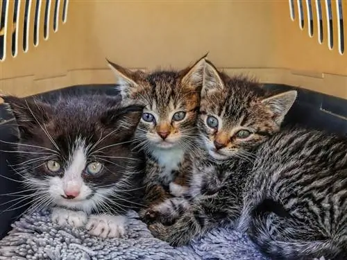 Tres gatitos en una jaula para gatos