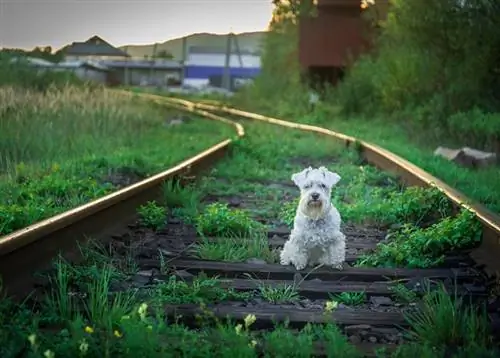 O schnauzer diminuto branco senta-se na estrada de ferro