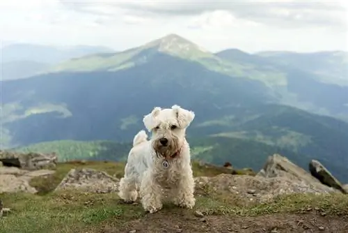 Schnauzer miniatura branco em uma montanha contra um fundo de montanhas