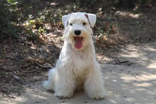 White Miniature Schnauzer – Mga Katotohanan, Pinagmulan & Kasaysayan (May Mga Larawan)