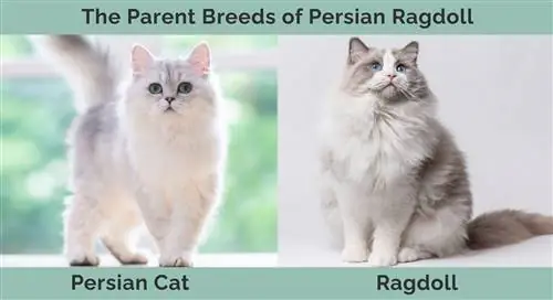 Foreldreraser av persisk Ragdoll Cat Mix