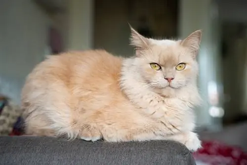 Persian Ragdoll Cat Mix – ข้อมูล, รูปภาพ, อารมณ์ & นิสัย