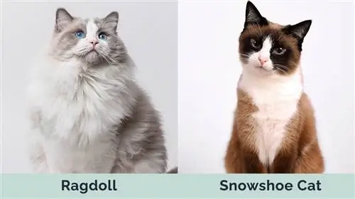 Ragdoll vs Snowshoe Cat side om side