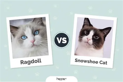 Ragdoll vs Snowshoe Cat: verskille verduidelik (met prente)