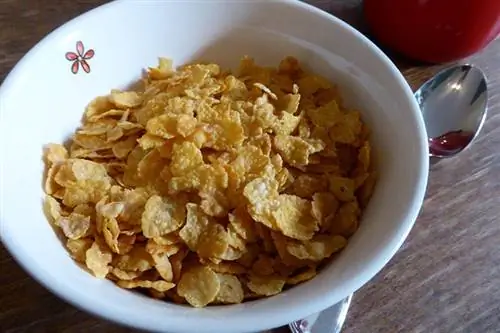 Bisakah Anjing Makan Cornflakes? Apa yang perlu Anda ketahui