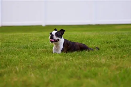 feliz boston terrier