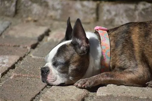 Brindle Boston Terrier: Faktlar, kelib chiqishi & Tarix (Rasmlar bilan)