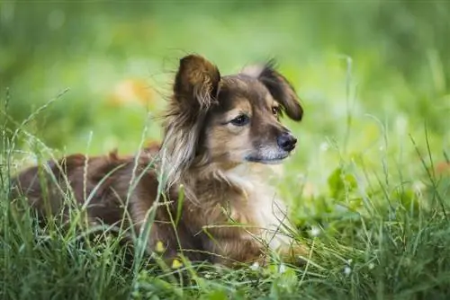 በሳር ሼልቲ ድብልቅ ውስጥ sheltie pin