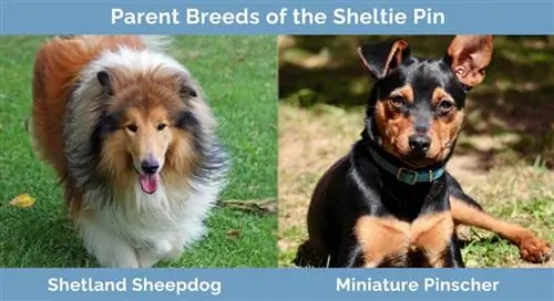 Races parentales du Sheltie Pin