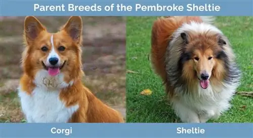 Races parentales du Pembroke Sheltie