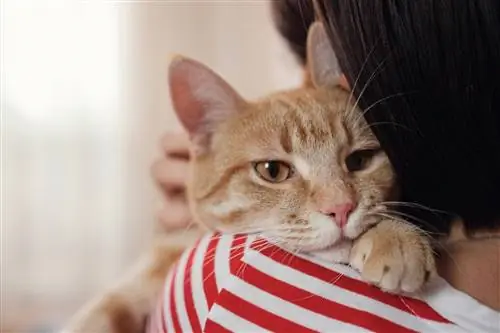 Kodėl mano katė valgo mano plaukus? 5 veterinaro peržiūrėtos šio elgesio priežastys