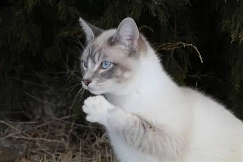 Lilac point Siamese miv