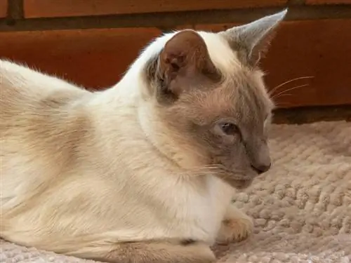 Lilac point siamese kat