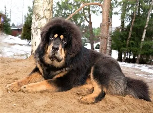 mastín tibetano tirado en la arena