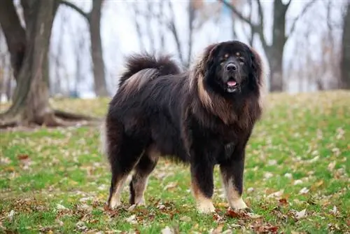 Gaano Kalaki ang Nakukuha ng mga Tibetan Mastiff (Na may Paglago & Timbang Chart)