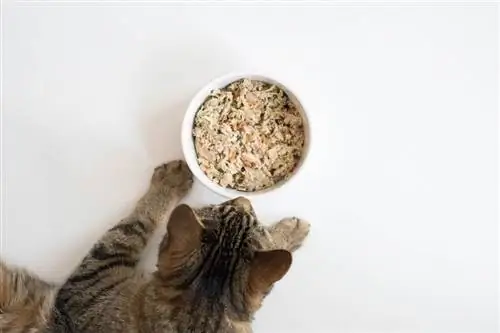 gato comiendo Nom Nom Ahora