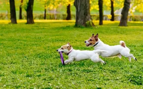 chiens qui se poursuivent dans le parc