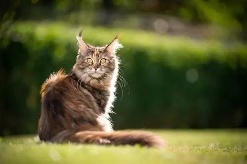 гадаа зүлгэн дээр сууж буй Calico Maine Coon муур