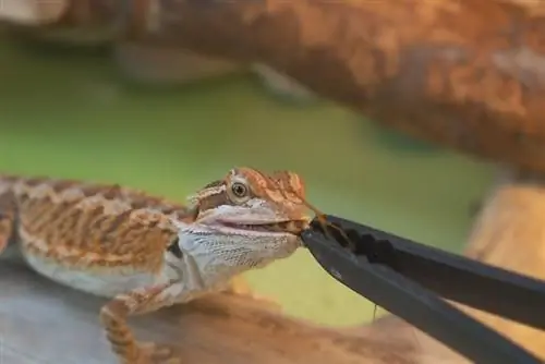 Berapa Banyak Jangkrik untuk Memberi Makan Bayi Bearded Dragon: Nutrisi & Panduan Perawatan