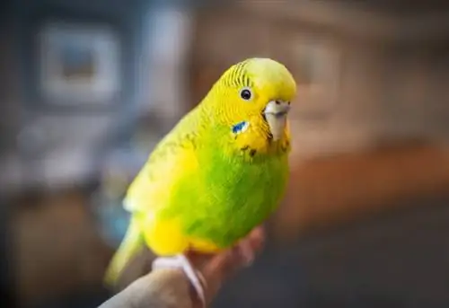 qəfəsdəki parakeet