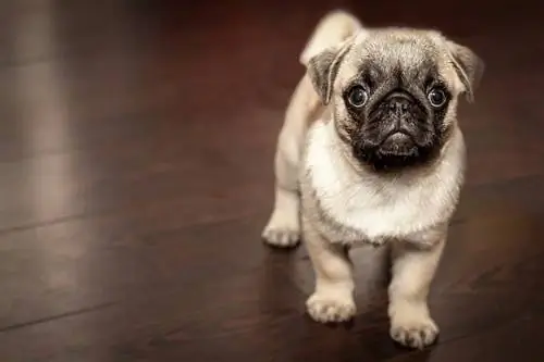 ትንሽ pug - pug ቡችላ