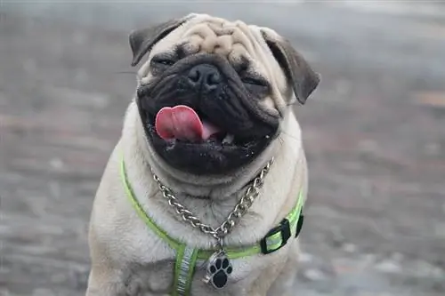 pug zâmbitor