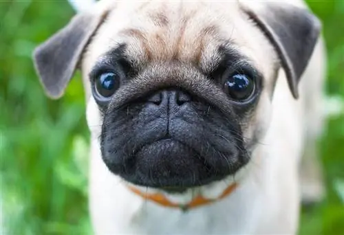 cățeluș pug