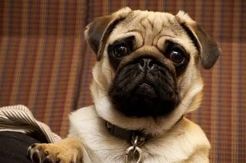 Pug: Dog Breed Info, Foto, Karakteristika & Fakte