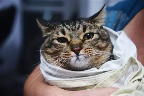 Ingebakerde kat met schuimende mond