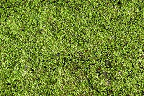 duckweed