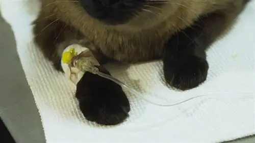 Katze mit Infusionsschlauch in der Tierklinik