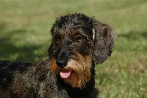 Bowzer (Basset Hound & Mini Schnauzer Mix): Cov Ntaub Ntawv, Duab, Qhov Tseeb