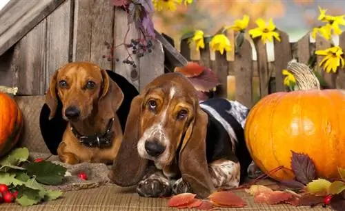 Basschshund (Basset Hound & Dachshund Mix): اطلاعات، تصاویر، حقایق