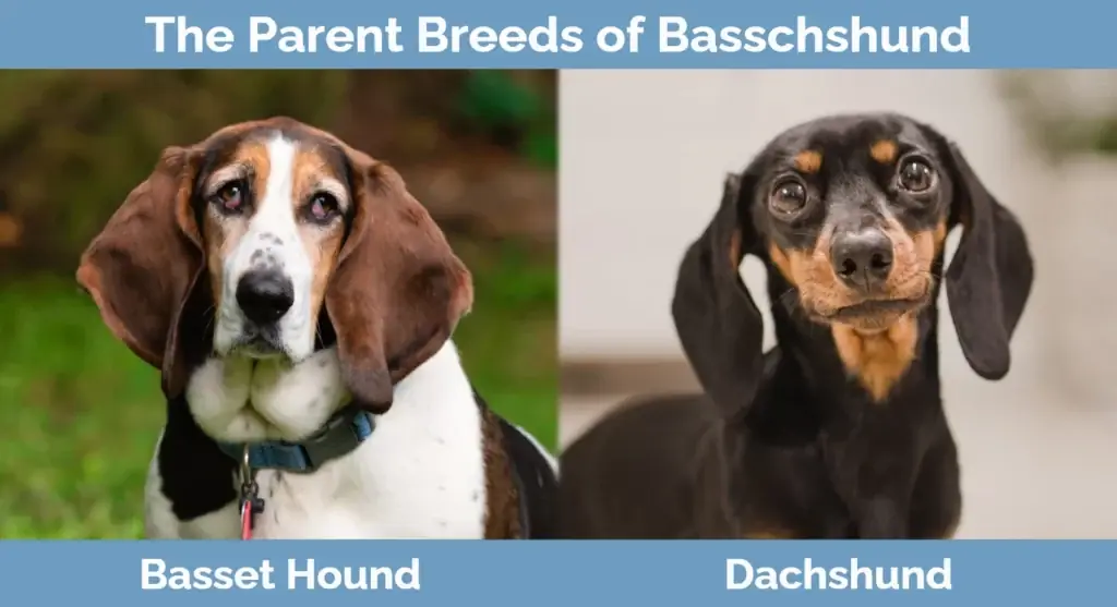 የ Basschshund ወላጅ ዝርያዎች