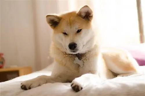 mbwa akita