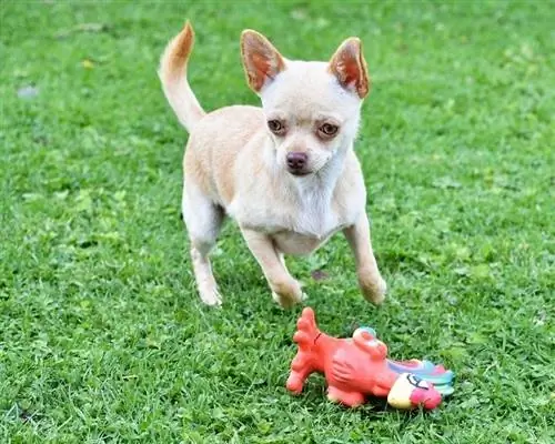 Chihuahua Training