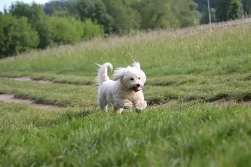 Coton de tulear در مسیری چمن‌زار می‌رود