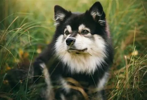 Finsk lapphund