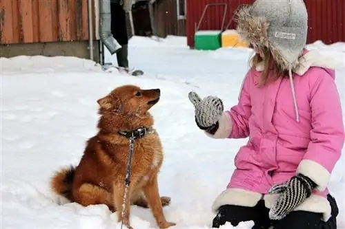 Spitz finlandès