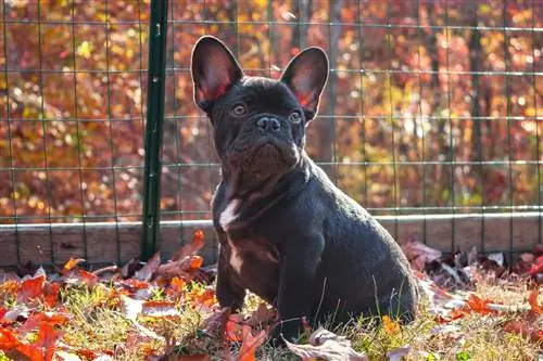 Französische Bulldogge