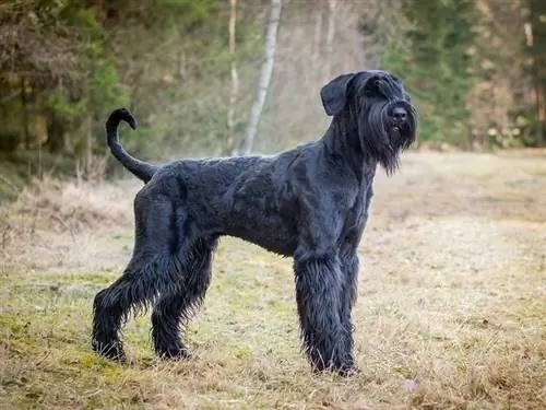 Giant Schnauzer_Shutterstock_Eliska Zeiskova