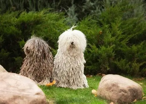 Komondor_Shutterstock_ΜΠΟΡΙΝΑ ΟΛΓΑ