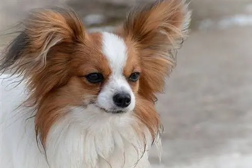 papillon hund