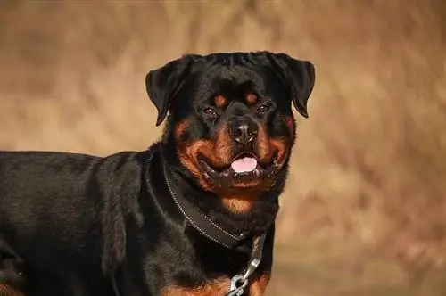 Rottweiler