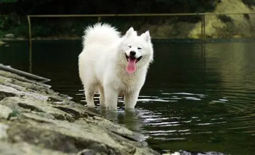 samojed